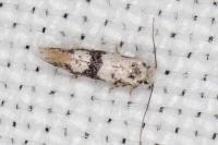 Infurcitinea atrifasciella