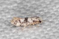 Infurcitinea atrifasciella