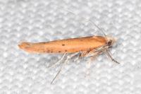 Zelleria hepariella