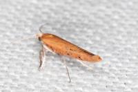 Zelleria hepariella