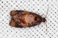 Ditula angustiorana