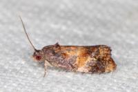 Ditula angustiorana