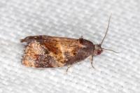 Ditula angustiorana