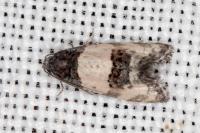 Propiromorpha rhodophana
