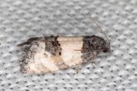 Propiromorpha rhodophana