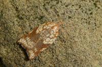 Acleris rhombana