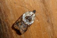 Acleris variegana