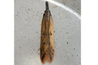 Dichomeris acuminata