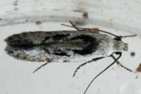 Carpatolechia decorella