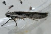 Carpatolechia decorella