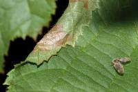 Parornix devoniella