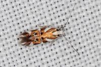 Isidiella divitella