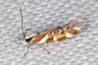 Isidiella divitella