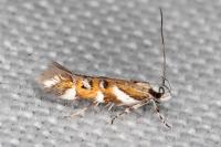 Isidiella divitella