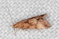 Brachmia blandella