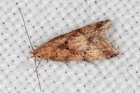 Brachmia blandella