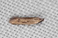 Mesophleps corsicella