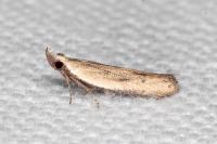 Mesophleps corsicella