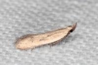 Mesophleps corsicella