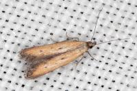 Mesophleps trinotella