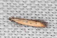 Mesophleps trinotella