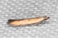 Mesophleps trinotella