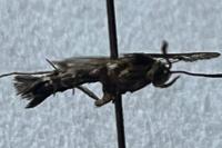 Pyropteron affine
