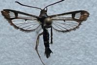 Pyropteron affine
