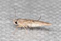 Palumbina guerinii