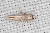 Palumbina guerinii