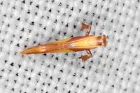 Caloptilia alchimiella