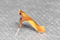 Caloptilia alchimiella