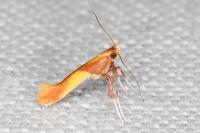 Caloptilia alchimiella