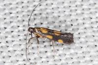Euspilapteryx auroguttella