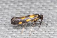 Euspilapteryx auroguttella