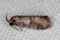 Penestoglossa dardoinella