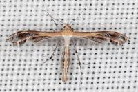 Stangeia siceliota