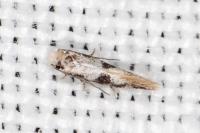 Infurcitinea atrifasciella