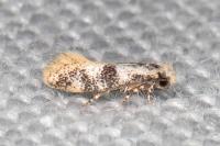 Infurcitinea atrifasciella