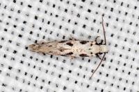 Nemapogon nevadellus