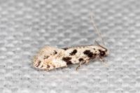 Nemapogon nevadellus