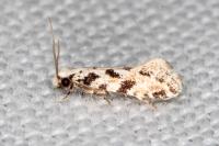 Nemapogon nevadellus