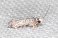 Paraswammerdamia nebulella