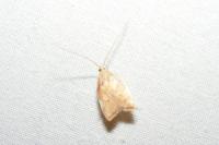 Carcina quercana