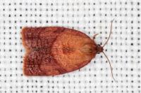 Cacoecimorpha pronubana