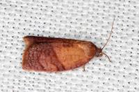 Cacoecimorpha pronubana