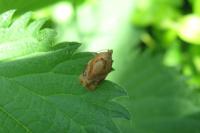 Ditula angustiorana