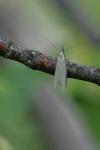 Pleurota