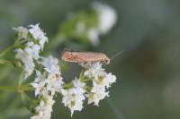 Lathronympha strigana