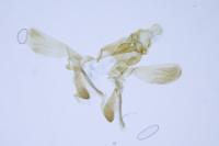 Acompsia cinerella